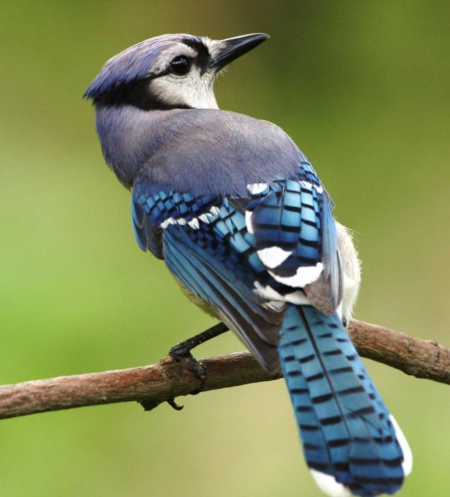 Blue Jay by U. S. Fish and Wildlife Service - Northeast Region is marked with CC PDM 1.0